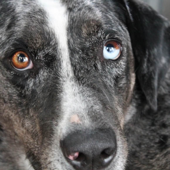 Meet your Posher, Zoe - Picture 2 of 7